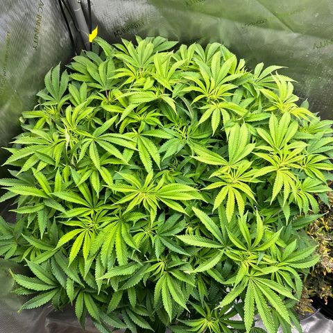 Cafe Racer growlog timeline photo