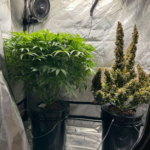 Cafe Racer growlog timeline photo