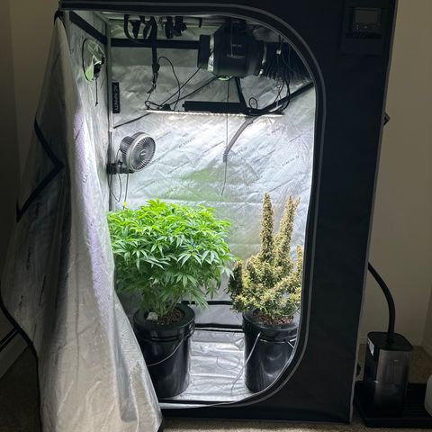 Cafe Racer growlog timeline photo