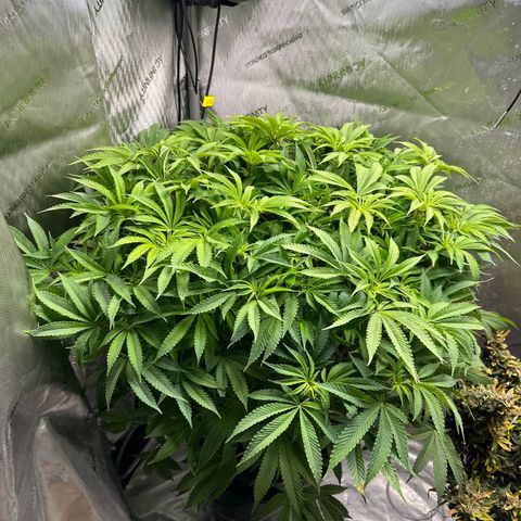 Cafe Racer growlog timeline photo