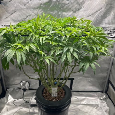 Cafe Racer growlog photo: First day of flower 