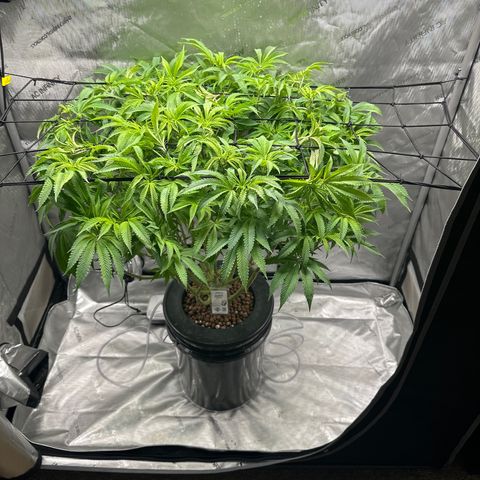 Cafe Racer growlog photo: First day of flower 