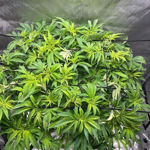 Cafe Racer growlog photo: First day of flower 