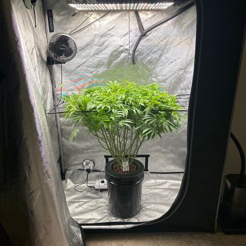 Cafe Racer growlog timeline photo