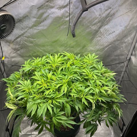 Cafe Racer growlog timeline photo