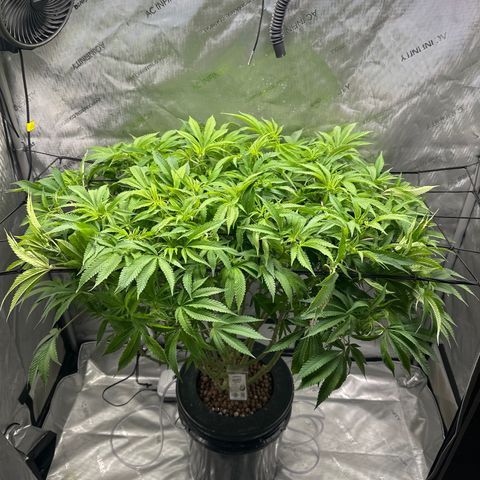 Cafe Racer growlog timeline photo