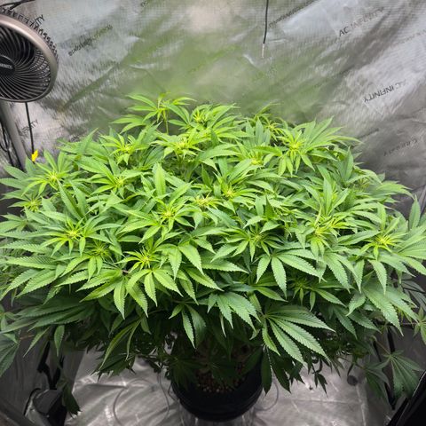 Cafe Racer growlog timeline photo