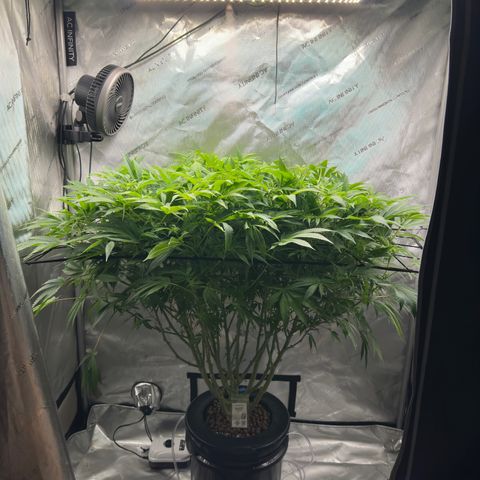 Cafe Racer growlog timeline photo