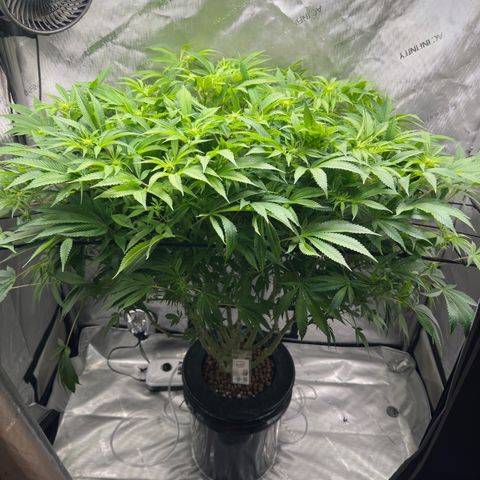 Cafe Racer growlog timeline photo