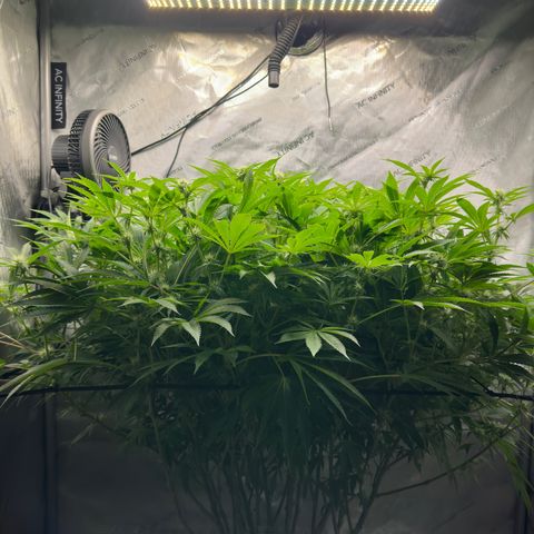 Cafe Racer growlog timeline photo