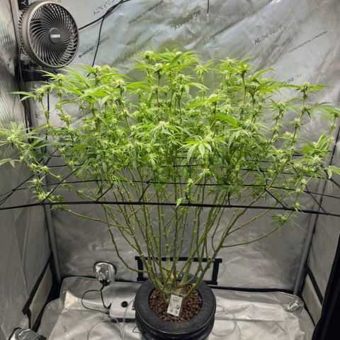 Cafe Racer growlog timeline photo