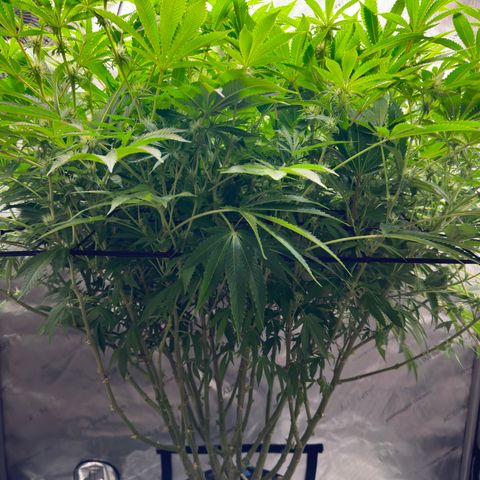 Cafe Racer growlog timeline photo