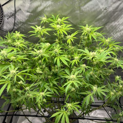 Cafe Racer growlog timeline photo