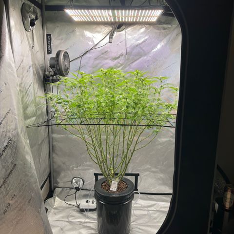 Cafe Racer growlog timeline photo