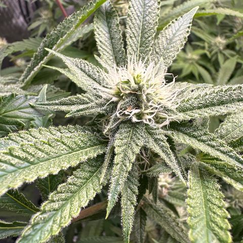 Cafe Racer growlog photo: week 5 of flower