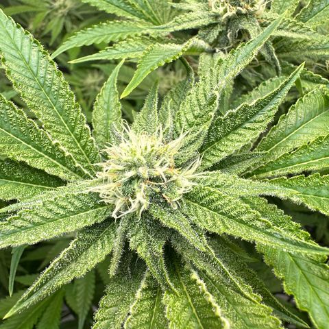 Cafe Racer growlog photo: week 5 of flower