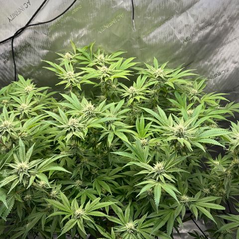 Cafe Racer growlog photo: week 5 of flower