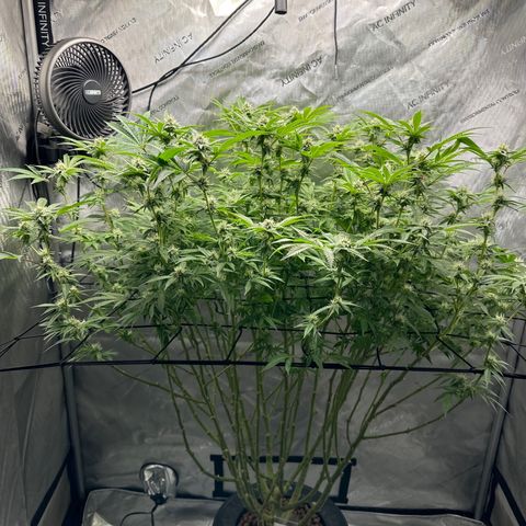 Cafe Racer growlog photo: week 5 of flower