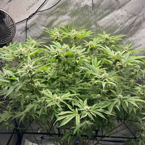 Cafe Racer growlog photo: week 5 of flower