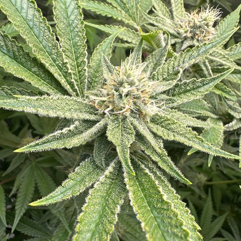 Cafe Racer growlog photo: Week 5 of flower 