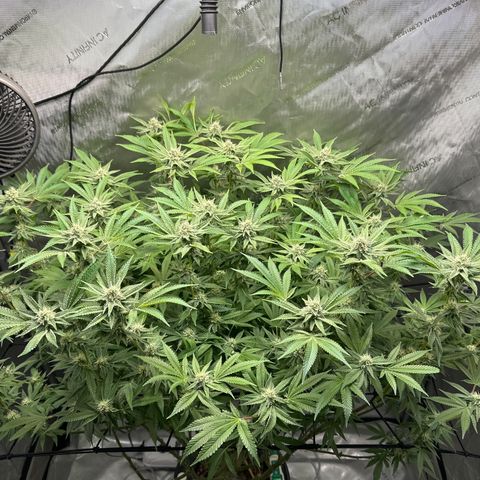 Cafe Racer growlog photo: Week 5 of flower 