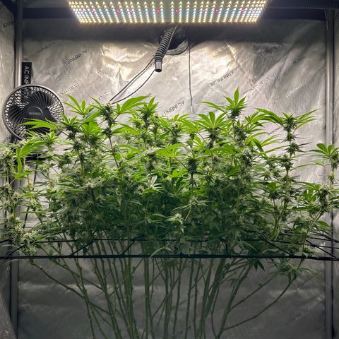 Cafe Racer growlog photo: Week 5 of flower 
