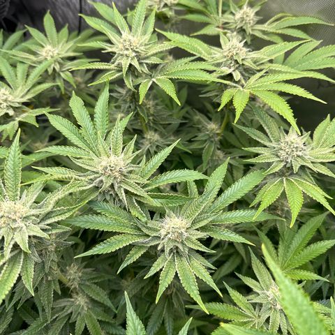 Cafe Racer growlog photo: Week 5 of flower 