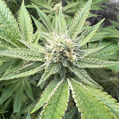 Cafe Racer growlog photo: Week 5 of flower 