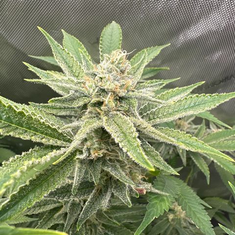 Cafe Racer growlog photo: Week 6 of flower. 