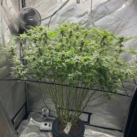 Cafe Racer growlog photo: Week 6 of flower. 