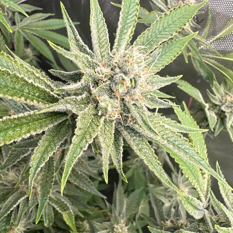 Cafe Racer growlog photo: Week 6 of flower. 