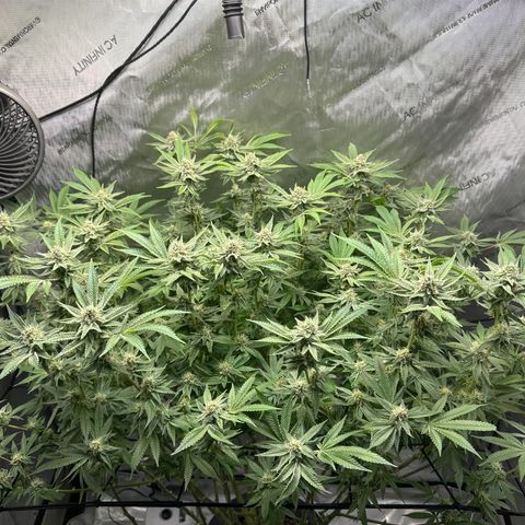 Cafe Racer growlog photo: Week 6 of flower. 