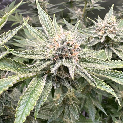 Cafe Racer growlog photo: Week 6 of flower. 