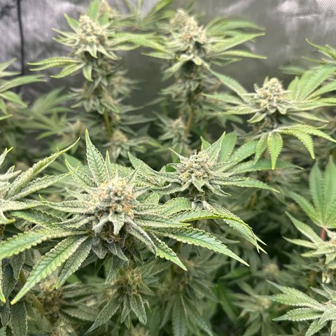 Cafe Racer growlog timeline photo