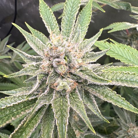 Cafe Racer growlog timeline photo
