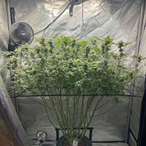 Cafe Racer growlog timeline photo