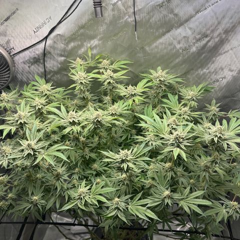 Cafe Racer growlog timeline photo