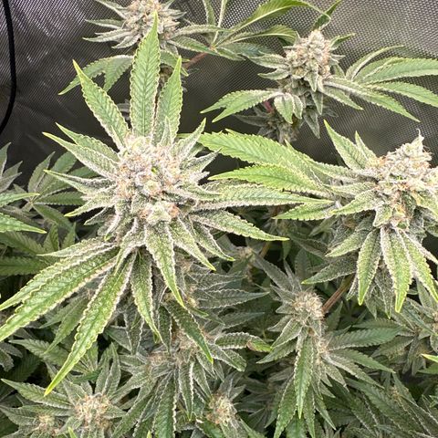 Cafe Racer growlog photo: Week 7 of flower, week 6 of nutes 