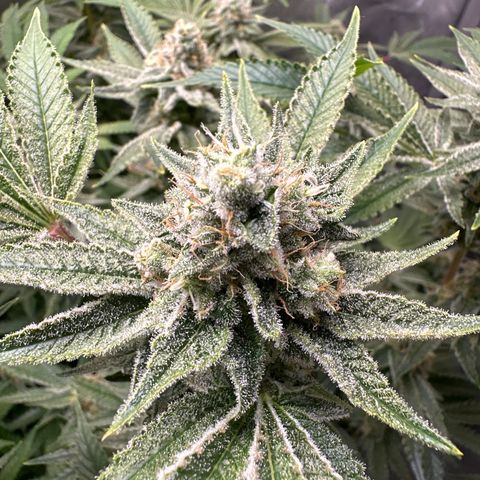 Cafe Racer growlog photo: Week 7 of flower, week 6 of nutes 