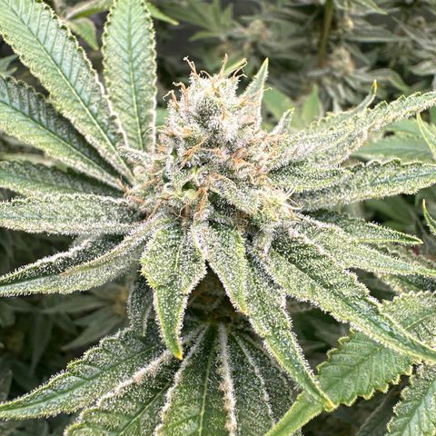 Cafe Racer growlog photo: Week 7 of flower, week 6 of nutes 