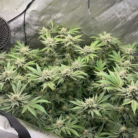 Cafe Racer growlog photo: Week 7 of flower, week 6 of nutes 