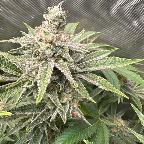 Cafe Racer growlog timeline photo
