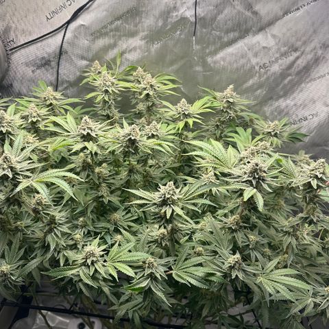 Cafe Racer growlog timeline photo