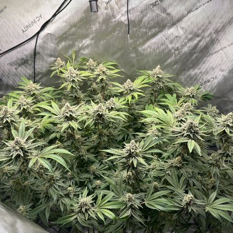 Cafe Racer growlog timeline photo