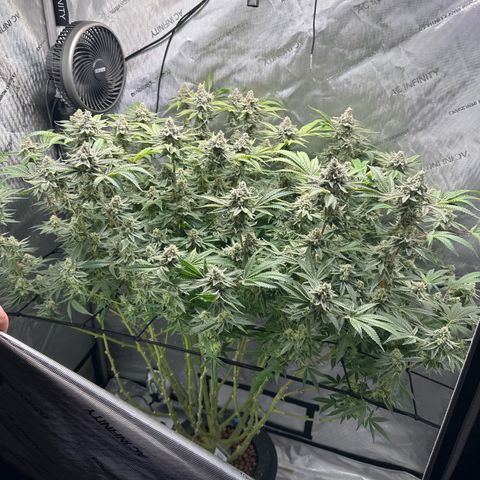 Cafe Racer growlog photo: Week 9 of flower 