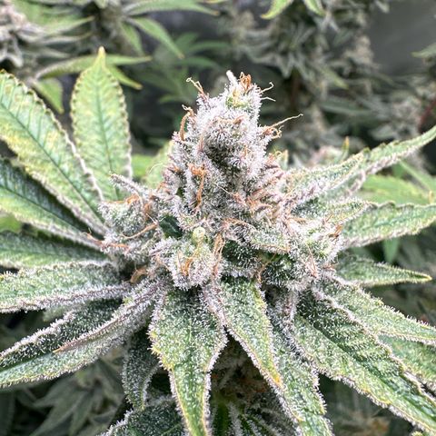 Cafe Racer growlog photo: Week 9 of flower 