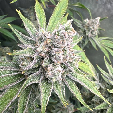 Cafe Racer growlog photo: Week 9 of flower 