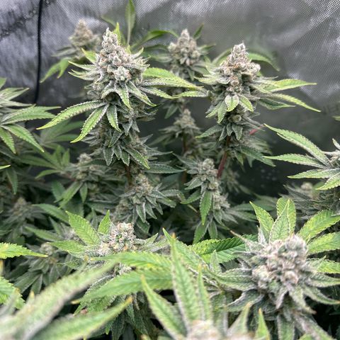 Cafe Racer growlog photo: Week 9 of flower 