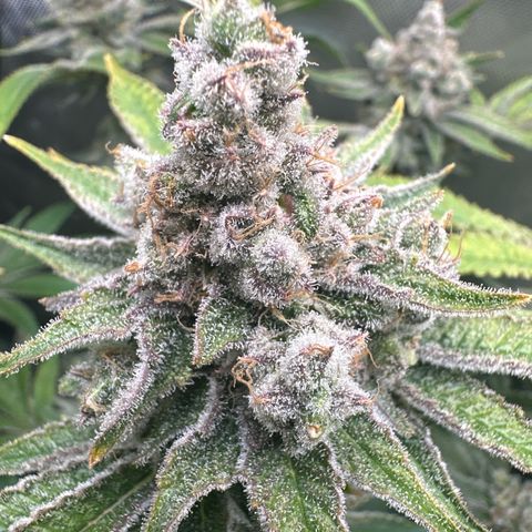 Cafe Racer growlog timeline photo
