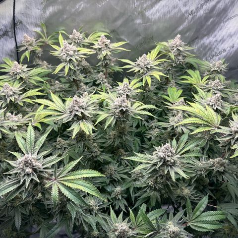 Cafe Racer growlog timeline photo